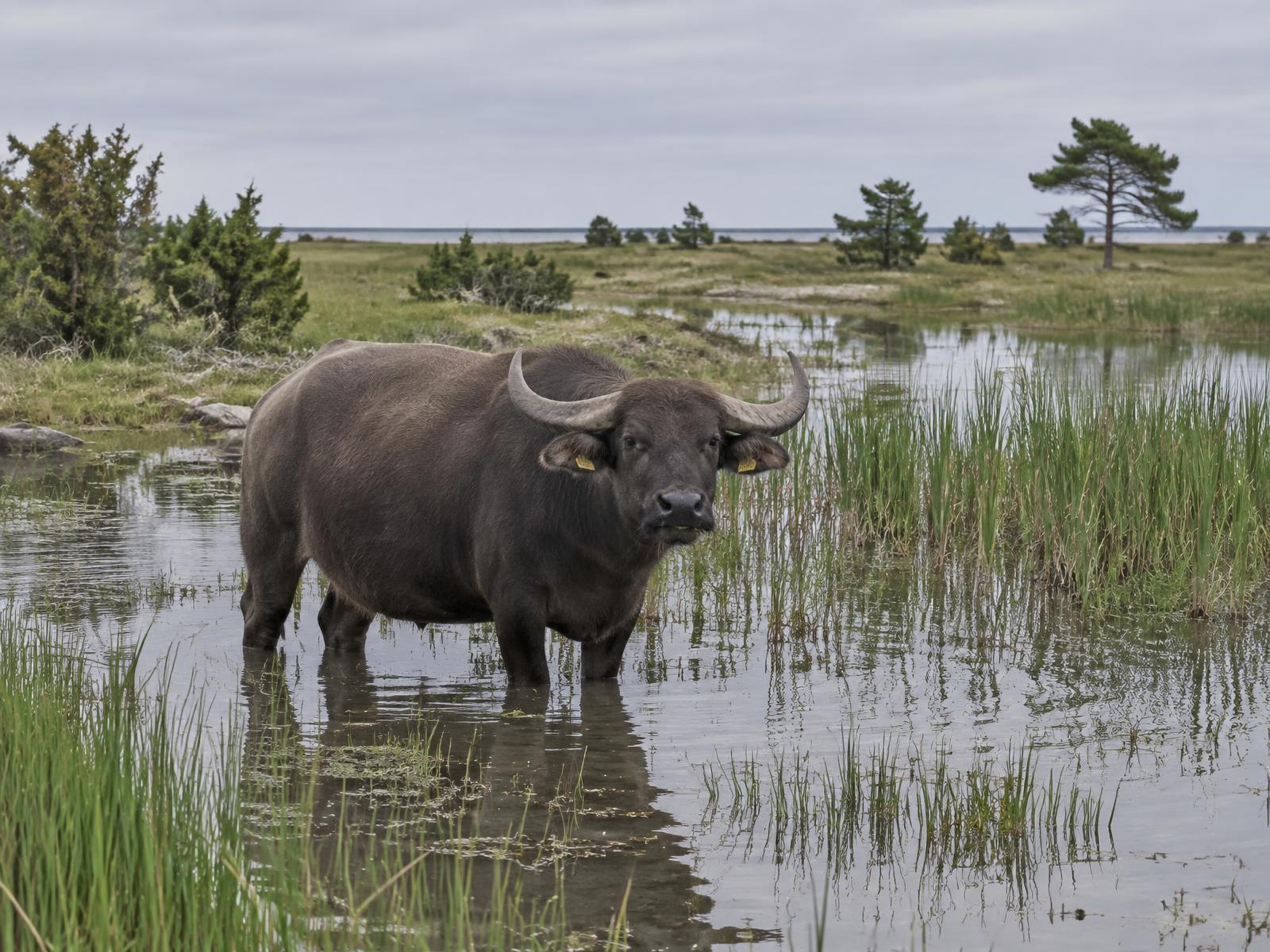 Vattenbufflar i den anlagda våtmarken vid Snoder å